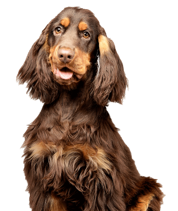 Training Irish Setter