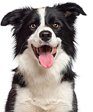 DogonWhite_Home