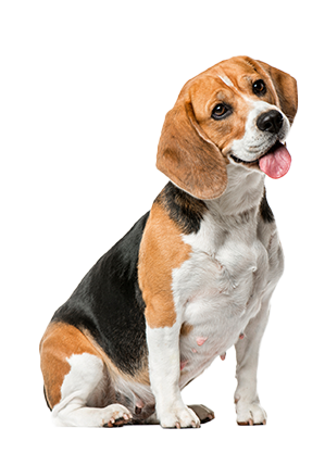 DogwithPrecheck-1
