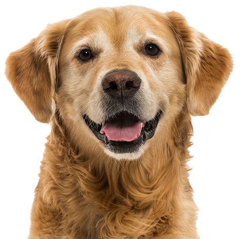 Hero Operations Dog