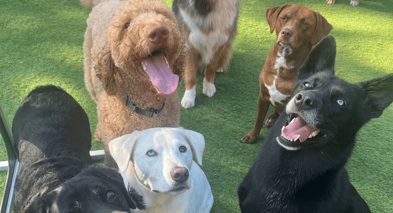 animalpeopleimage
