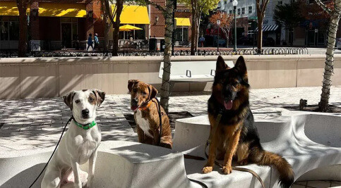 3-dog