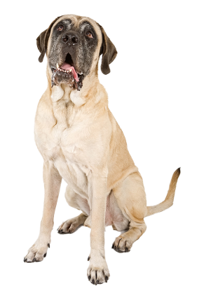DogwithPrecheck-1