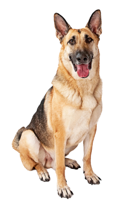 DogwithPrecheck