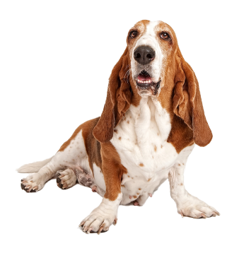 Hound