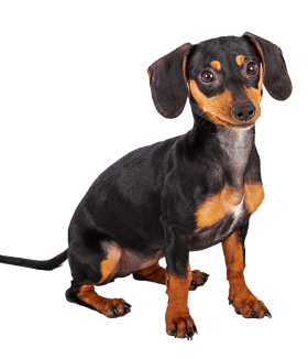 SmallDog