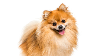 dog-cta-img