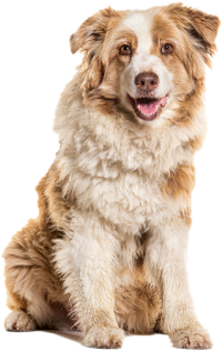 dog on white