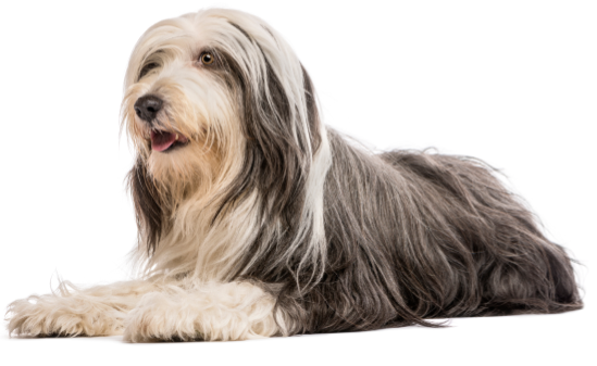 tail-wags-1