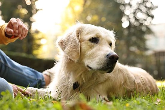 A dog lays down outside