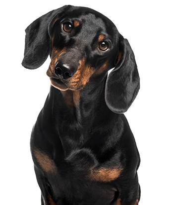 loyalty-dog