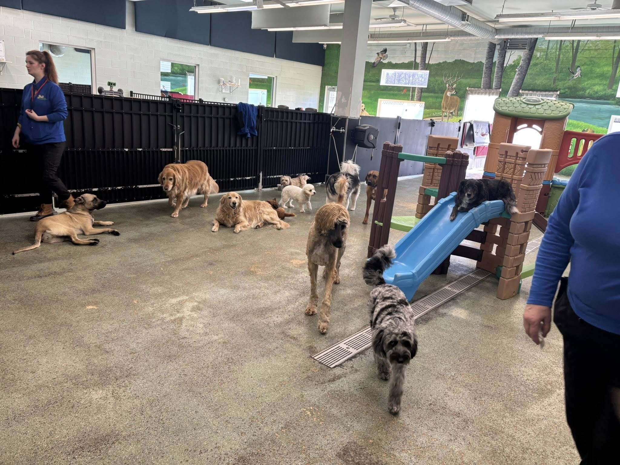 Paws at Play Resort