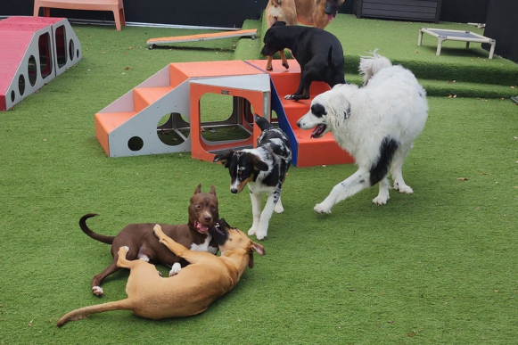 Animal People Dog Boarding & Day Care