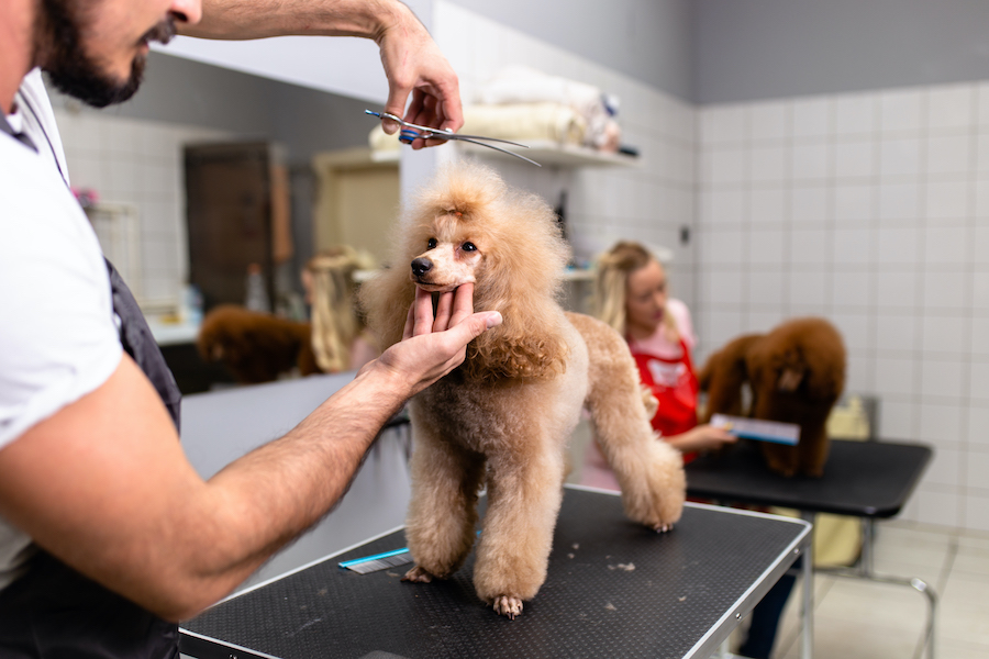 A person trims a dog's coat