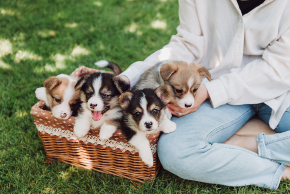 Pet report cards are an effective way to keep pet parents in the loop about their fur babies.