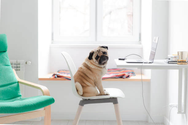 A dog sits by a laptop