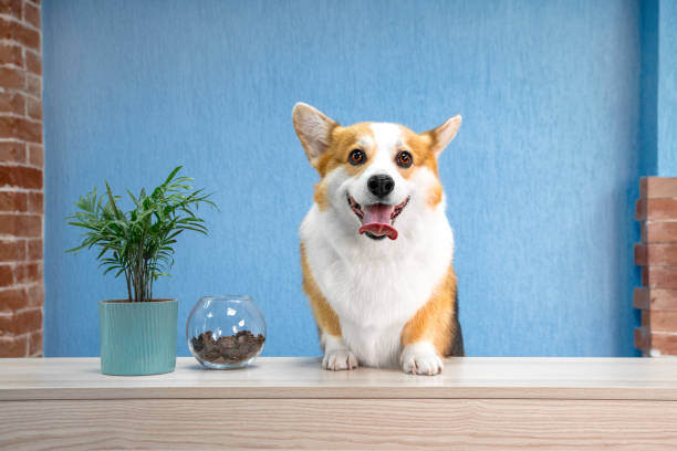 A dog sits on a desk