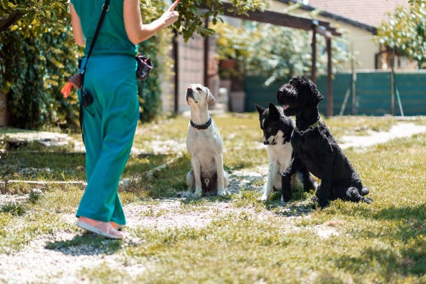 trainer and three dogs sitting demonstrating good dog training outside