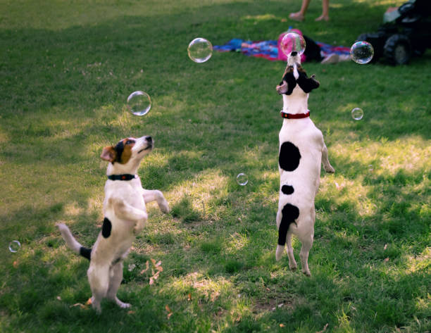 Empowering Excellence: City Dog! Club's Partnership with Gingr