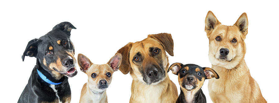 Astro Kennels 